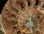 Beautiful Cut & Polished Ammonite #6873-2